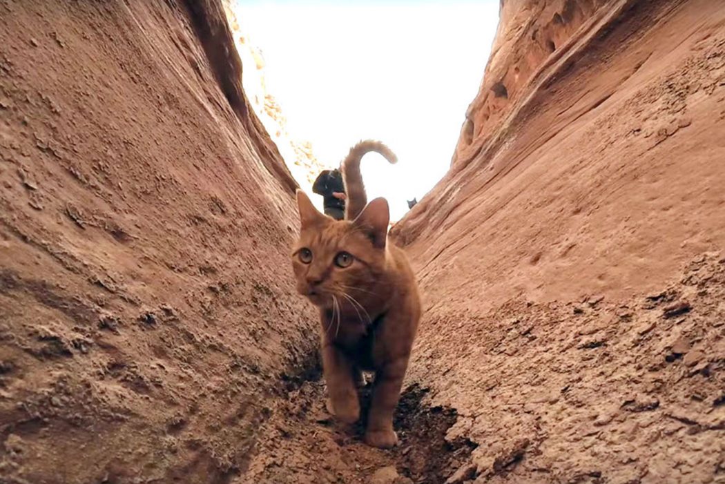 Kenneth cat in Utah canyon