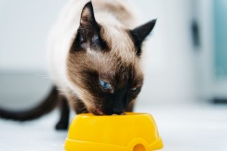 Siamese cat eating food from bowl