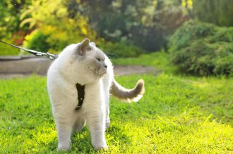 cat taking a walk in the backyard