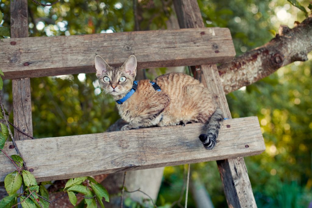 devon rex cat wearing leash