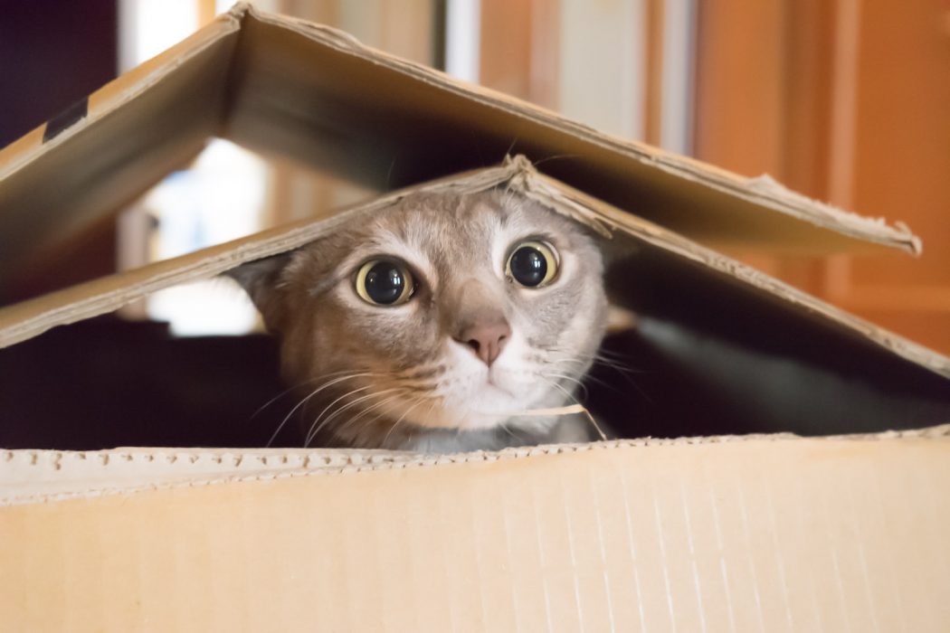 cat playing in box