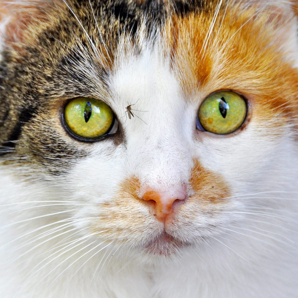 mosquito on cat's face