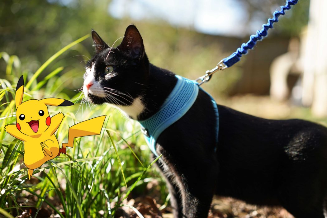 leashed cat sniffing Pikachu