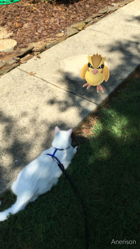 white cat with Pidgey