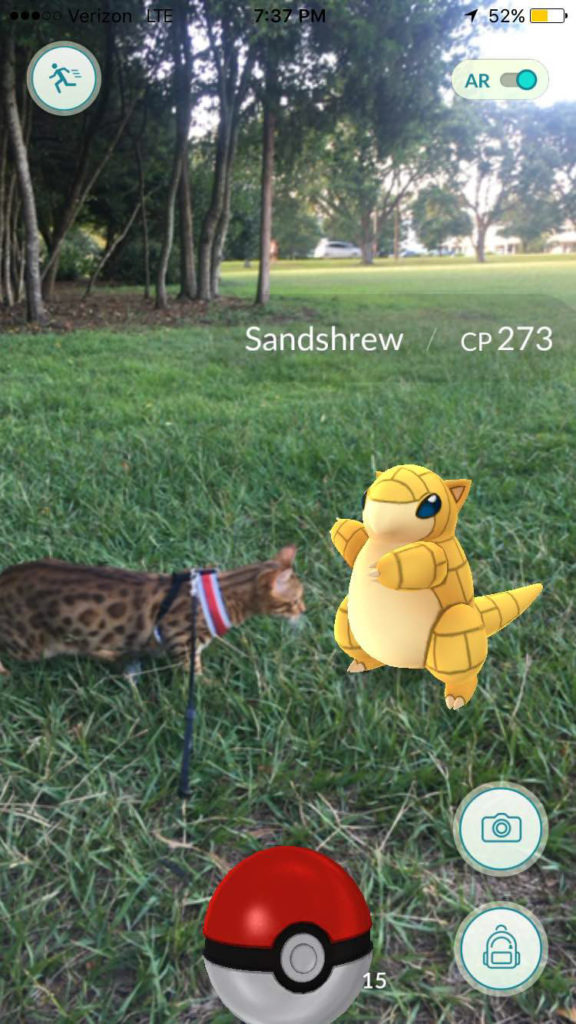 cat with sandshrew Pokemon