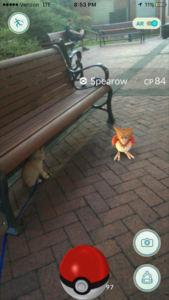 kitten with Spearow Pokemon