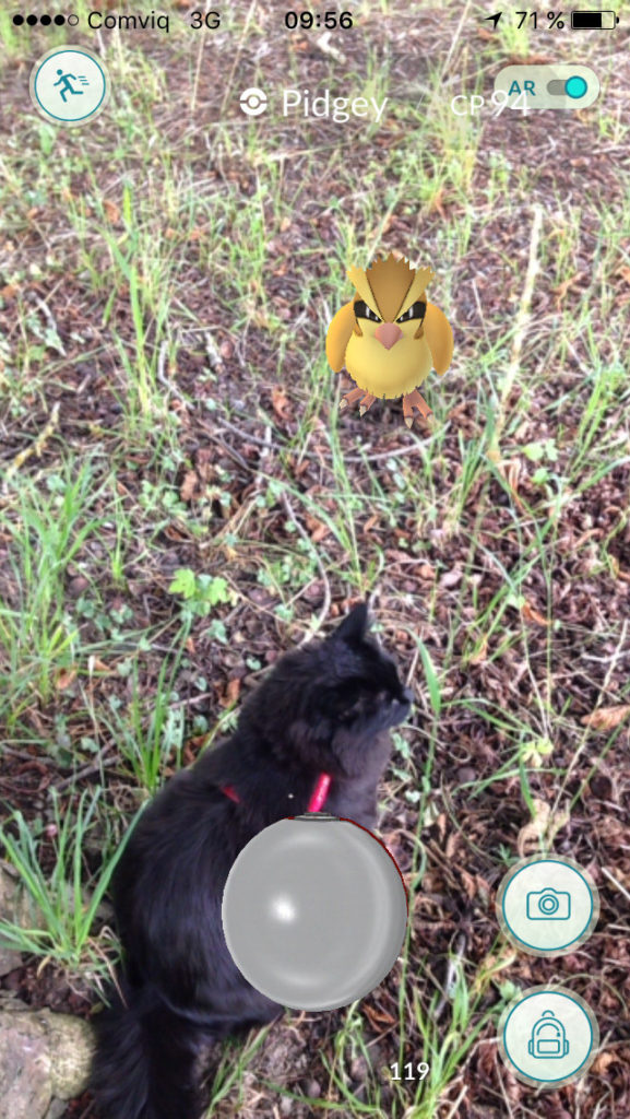 black cat with Pidgey