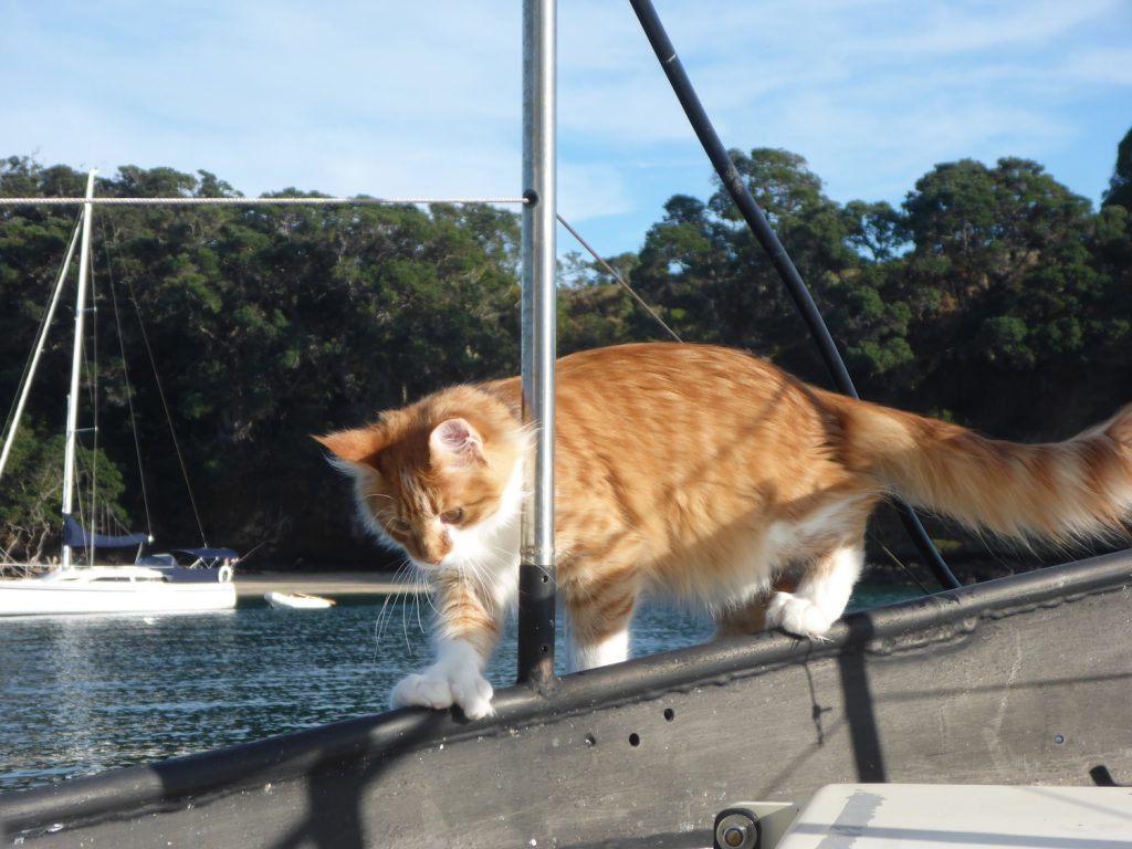 Skatty Boat Cat On Deck Near Water