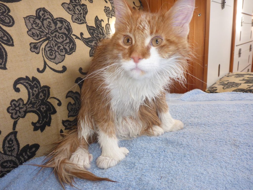 Wet Boat Cat