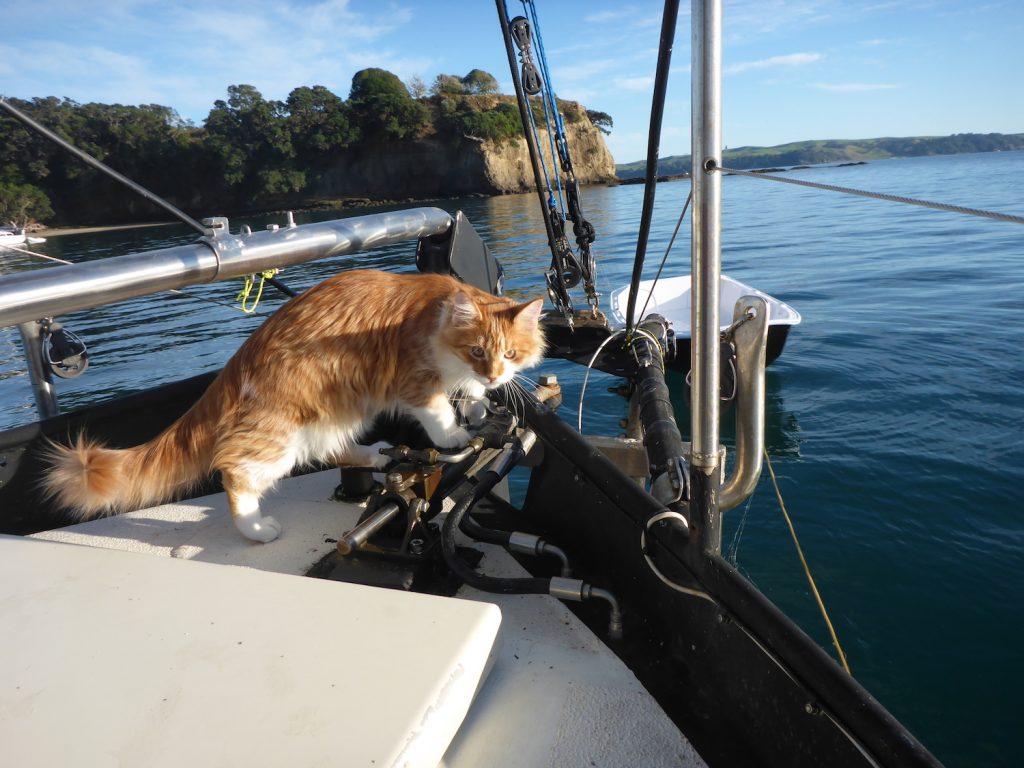 Skatty Boat Cat Sits Near Anchor