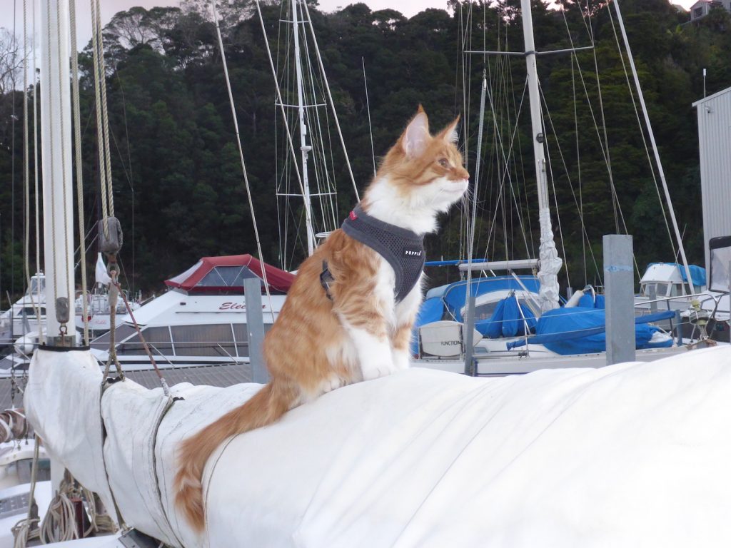 Skatty Sailing Cat sits on Boom