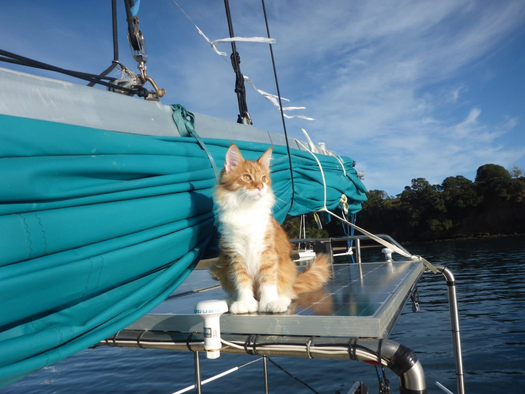 Skatty Boat Cat on Solar Panels