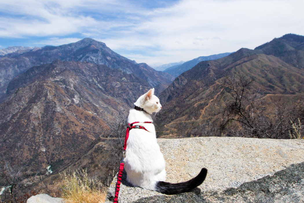 adventure cat looking over canyon