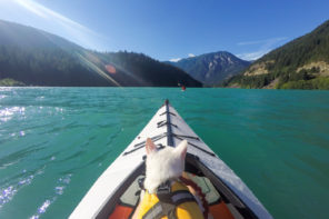 kayaking with cat