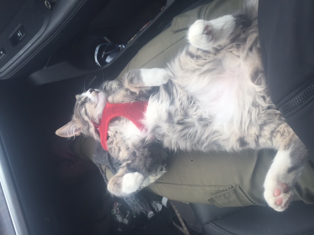 Kitten takes a nap