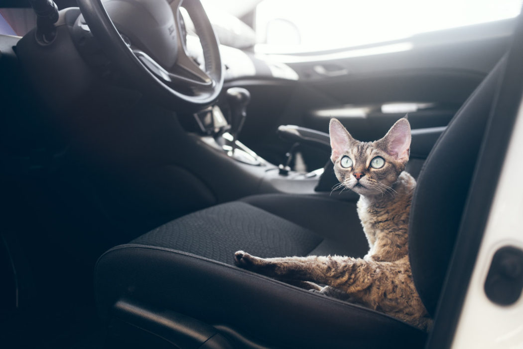 cat left alone in car
