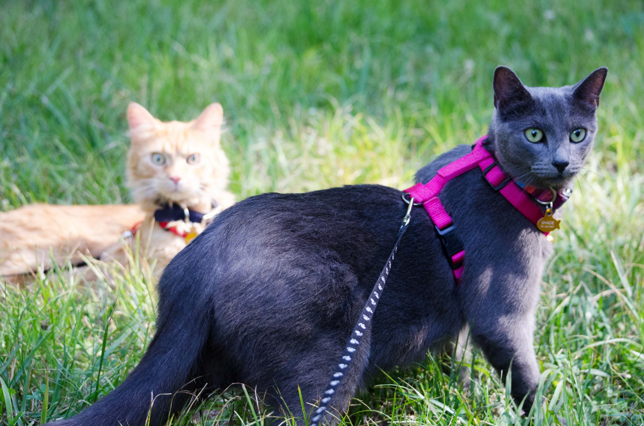 Cats Shade and Simba lounge in the grass