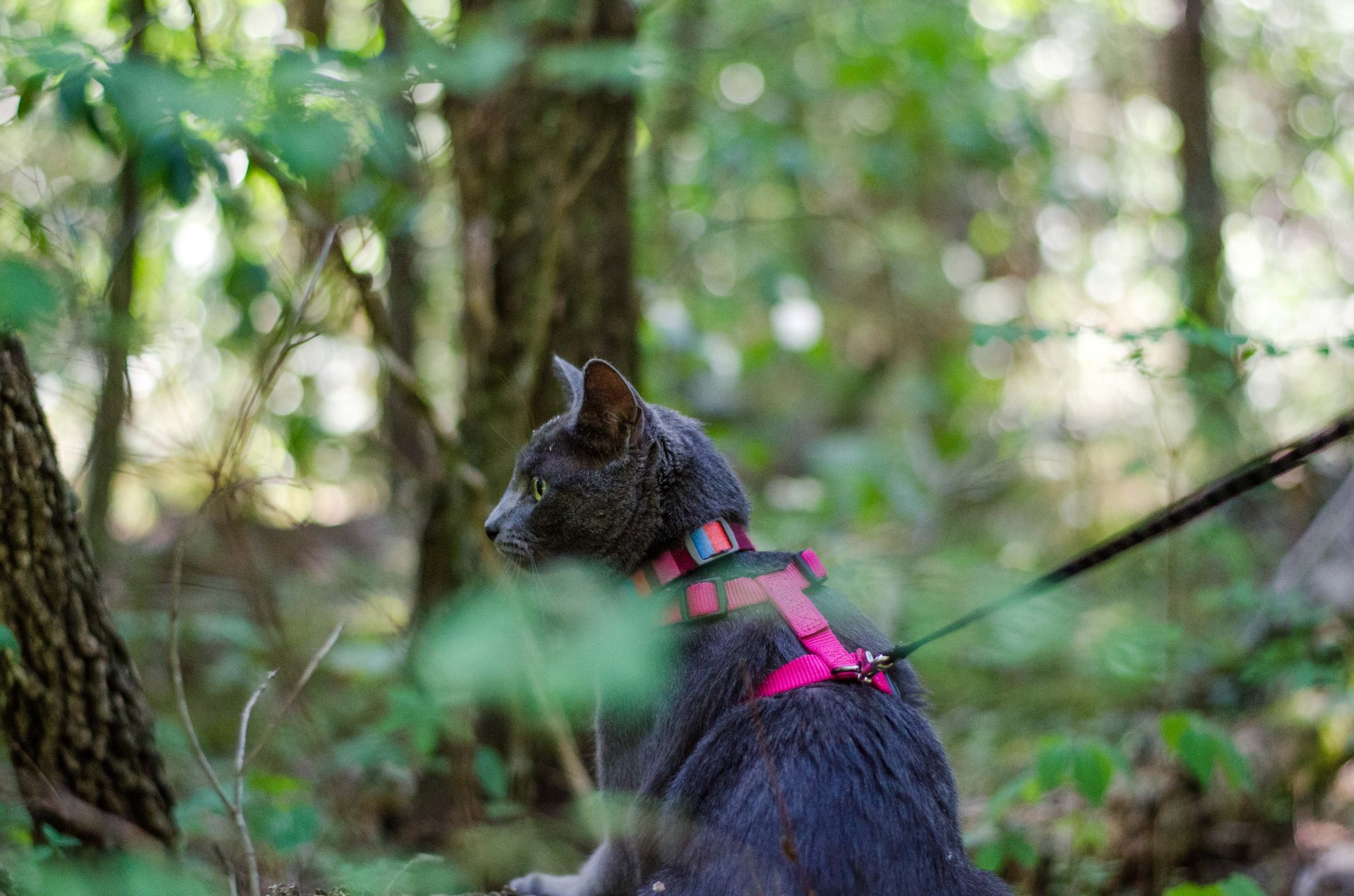 Shade the cat looks off to the side