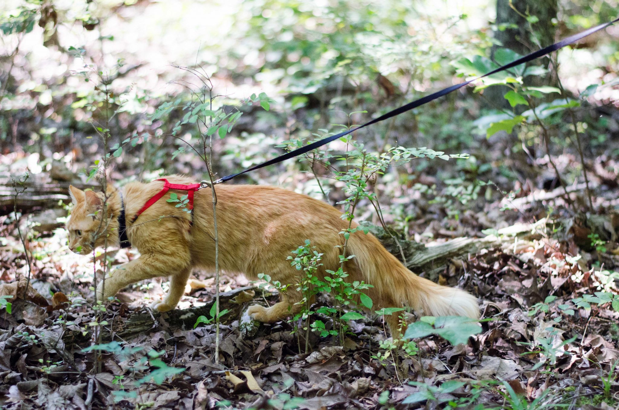 Simba the cat walks on a leash