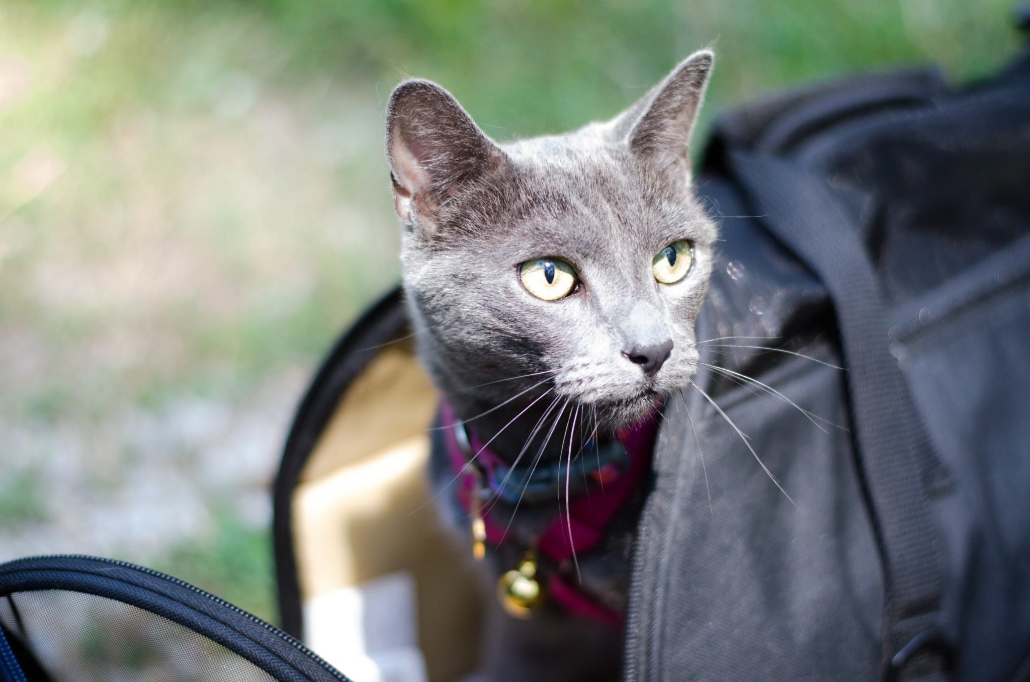 Shade the cat peeks out of her carrier