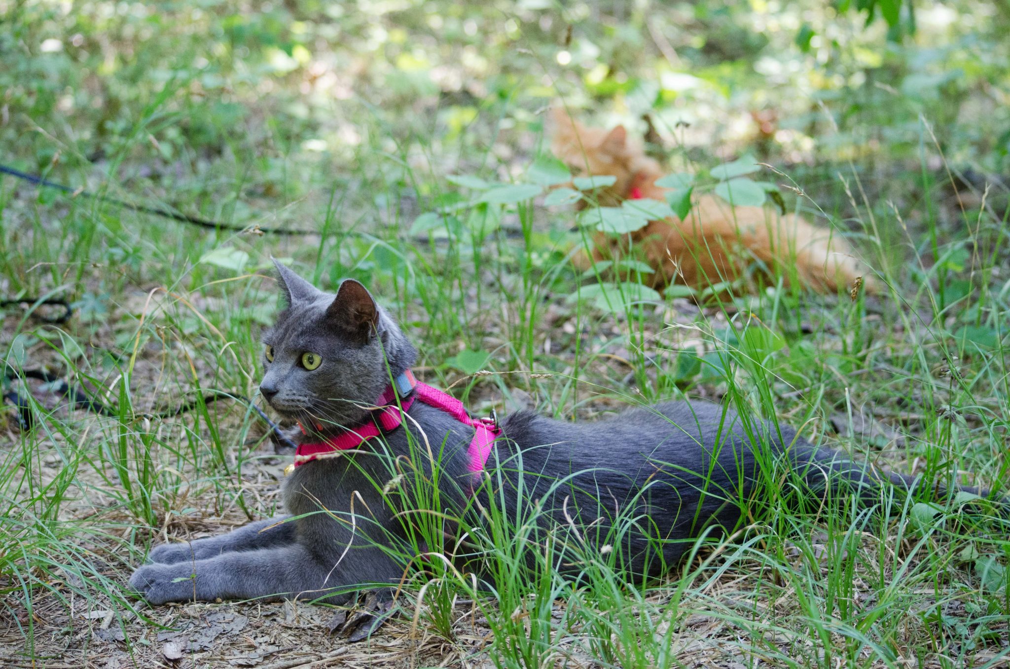 Two cats sit in the grass