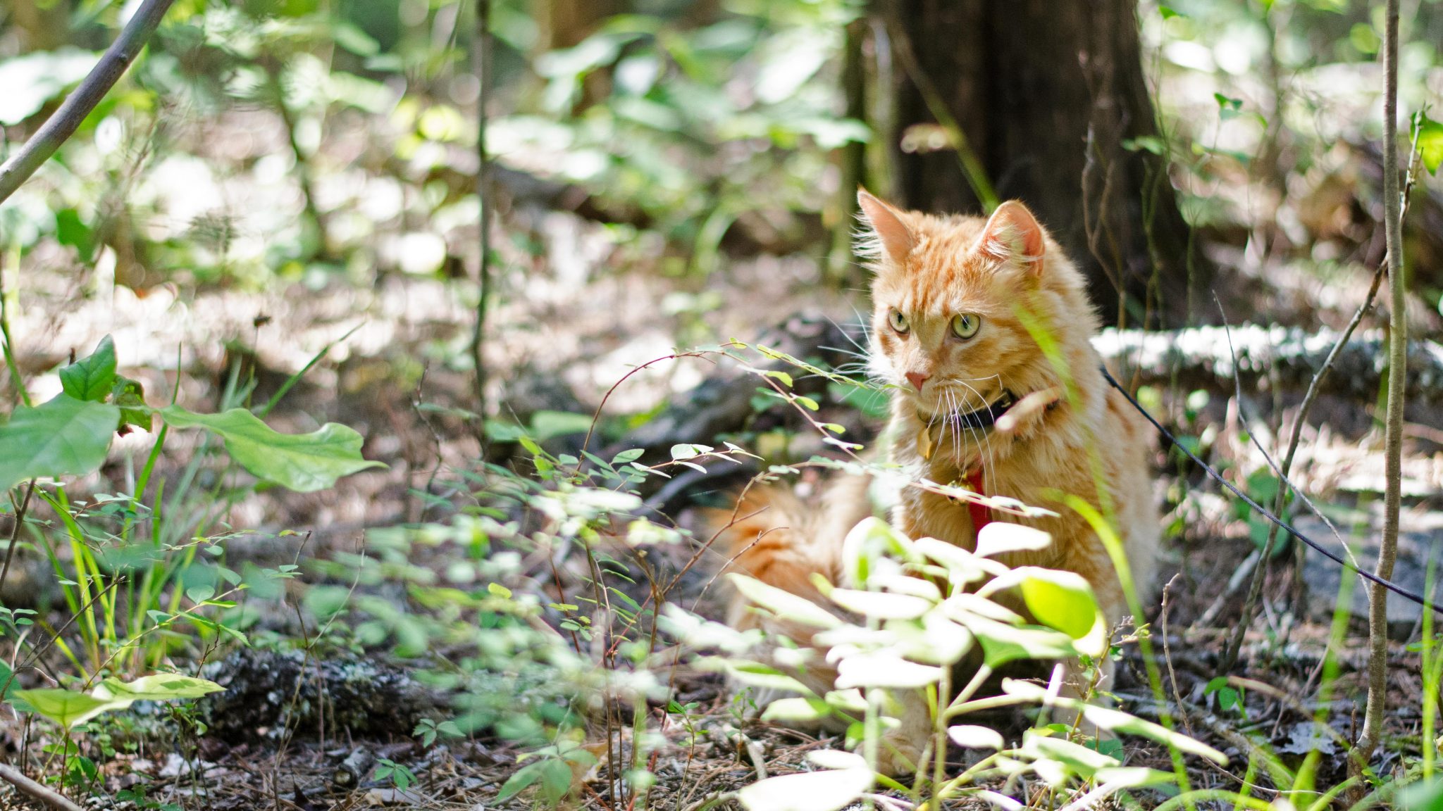 Simba the cat is off the trail