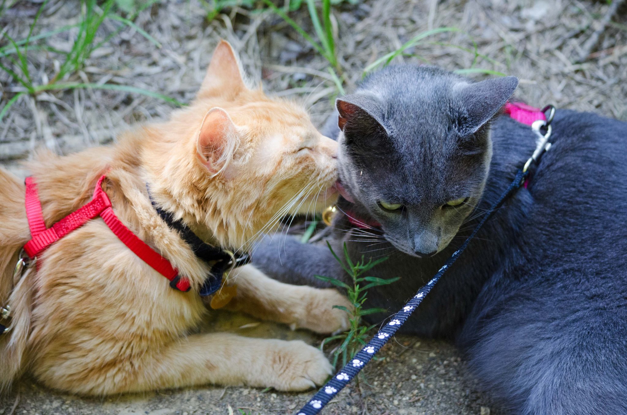 Orange cat licks gray cat