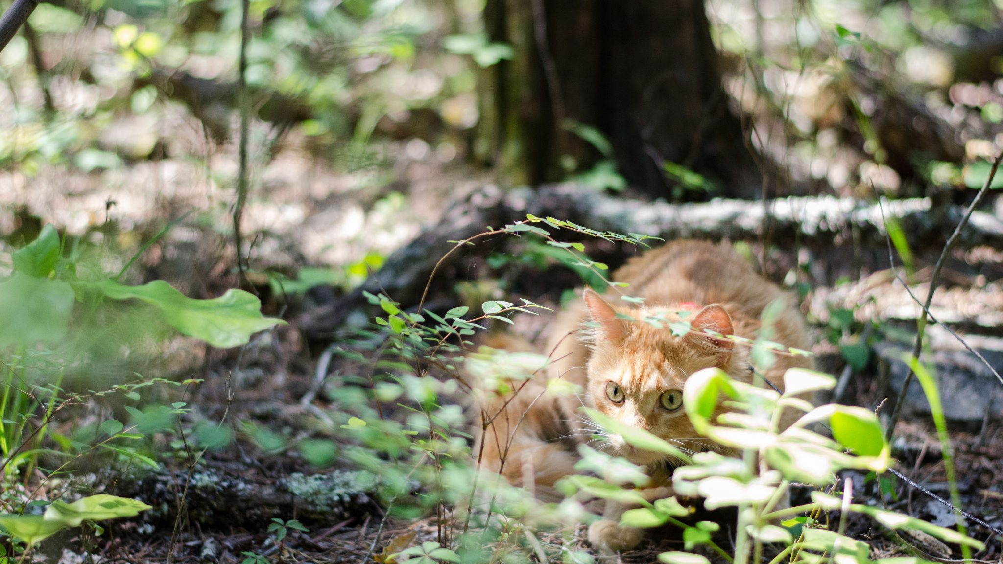 Cat gets ready to pounce