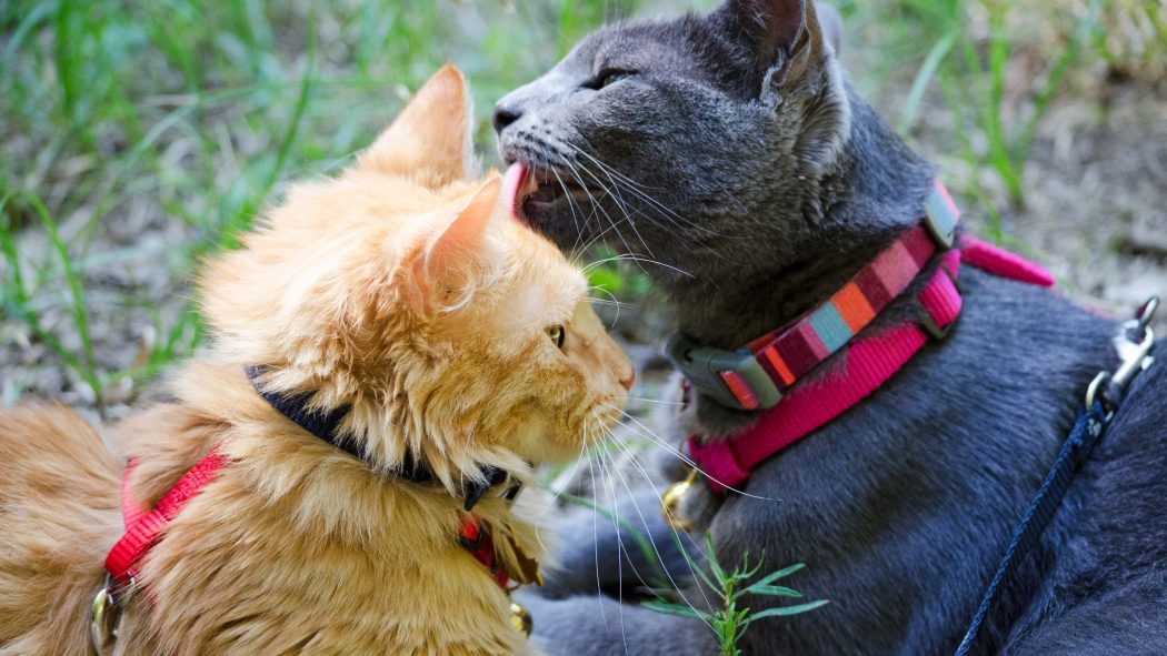 Gray cat licks orange cat