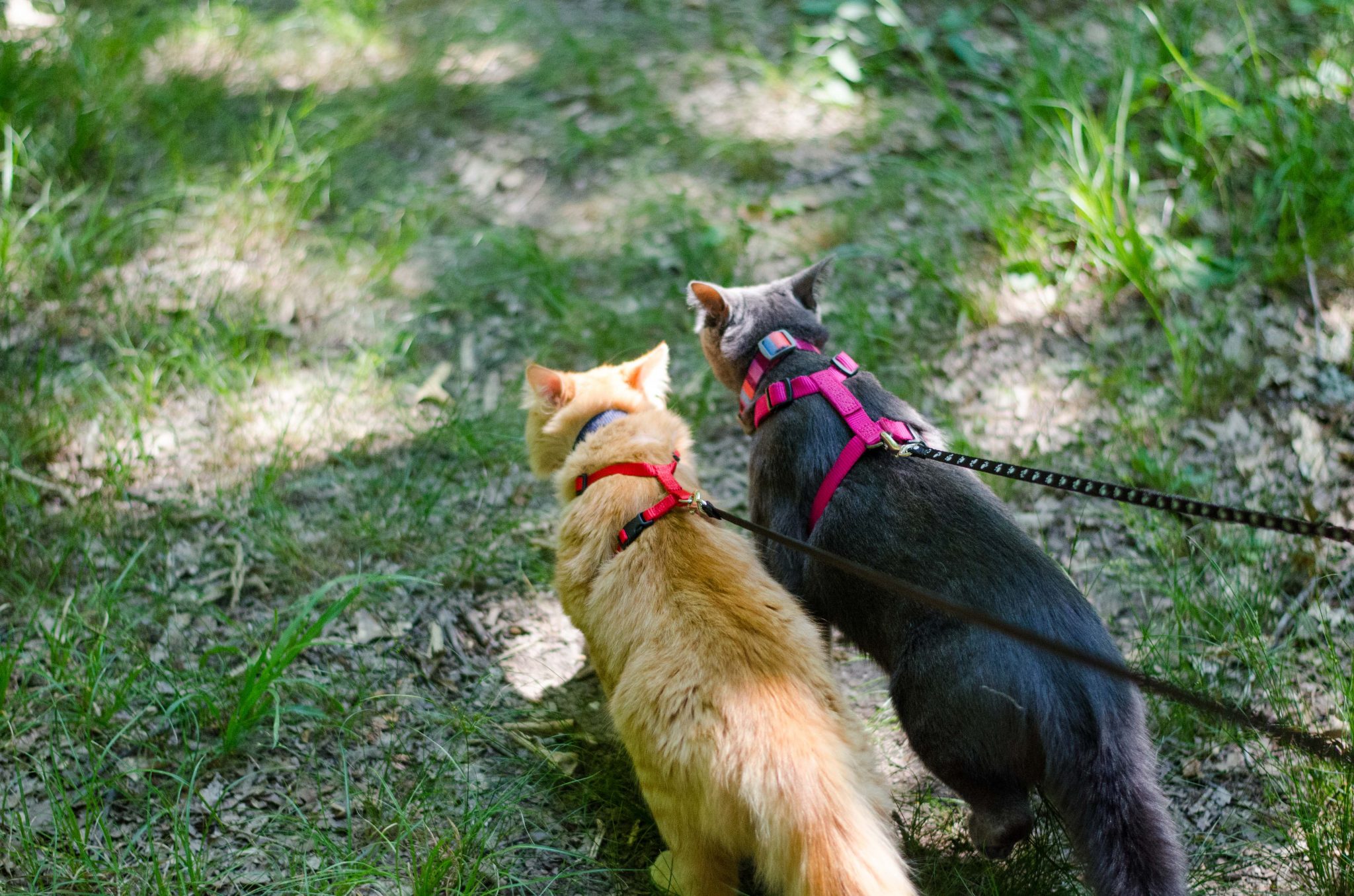 Two cats on leashes walk beside each other