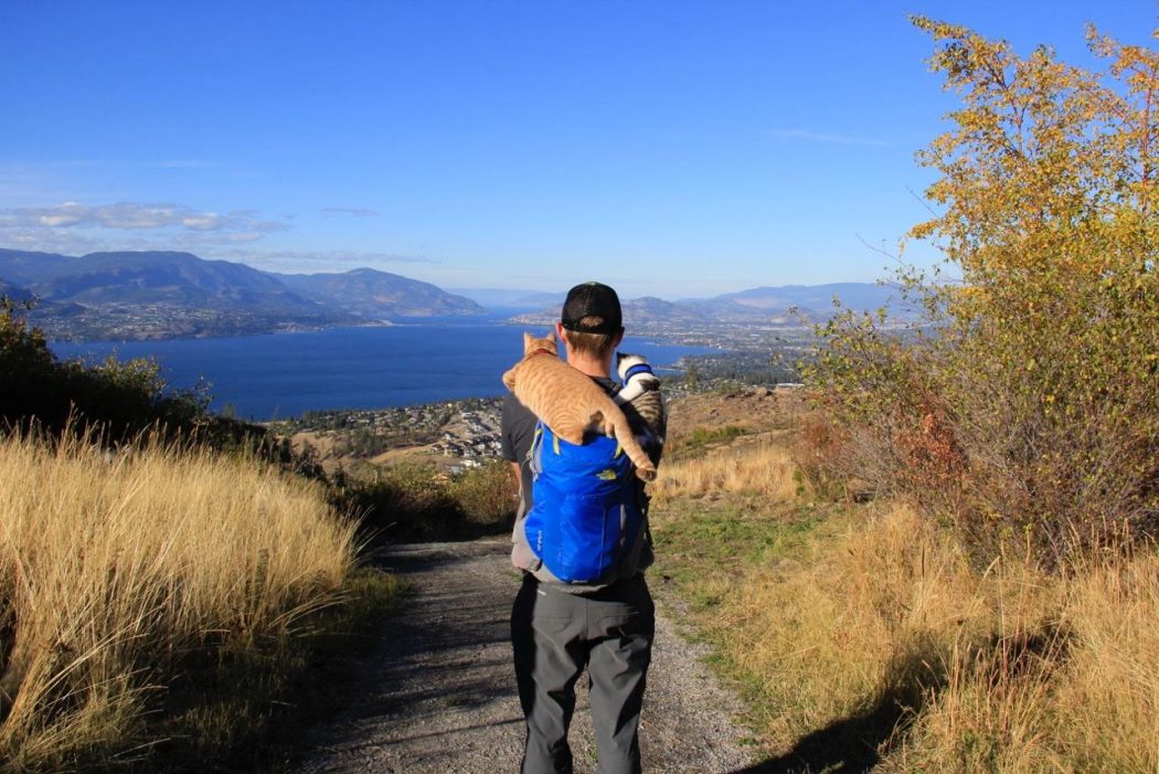 man with two cats riding on his shoulders