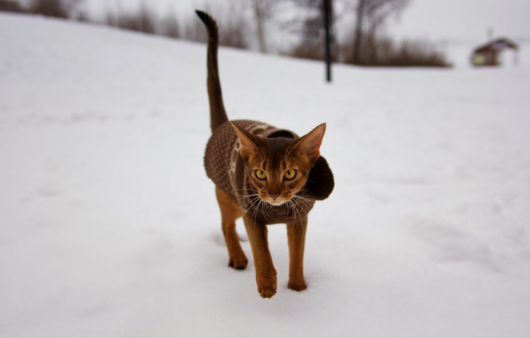 cat wearing coat