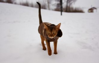 Abyssinian cat wearing winter coat in snow