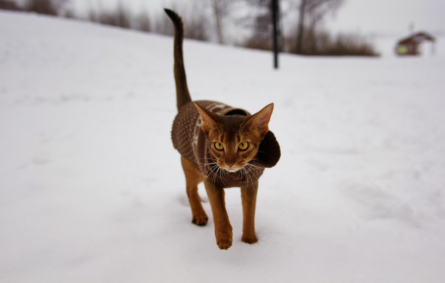 cat wearing puffer jacket