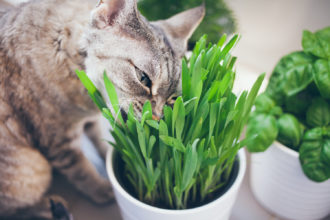 cat nibbling on indoor grass