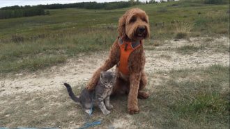 dog with arm around cat