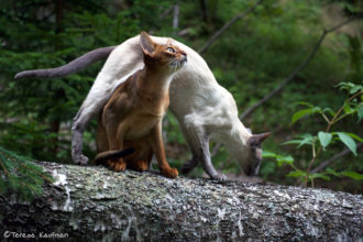 Siamese and Abyssinian adventure cats