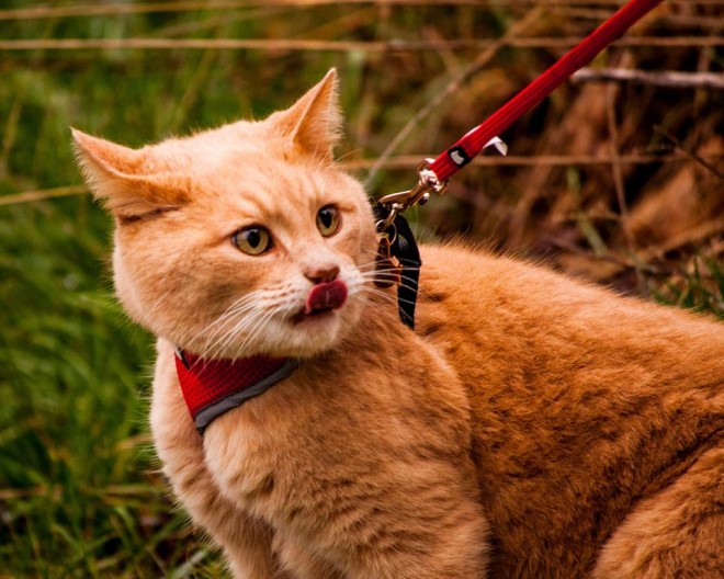 National Park Service hosts its first cat hike Adventure Cats