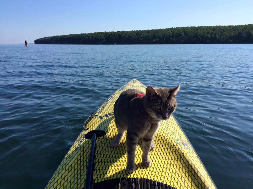 Cat on SUP