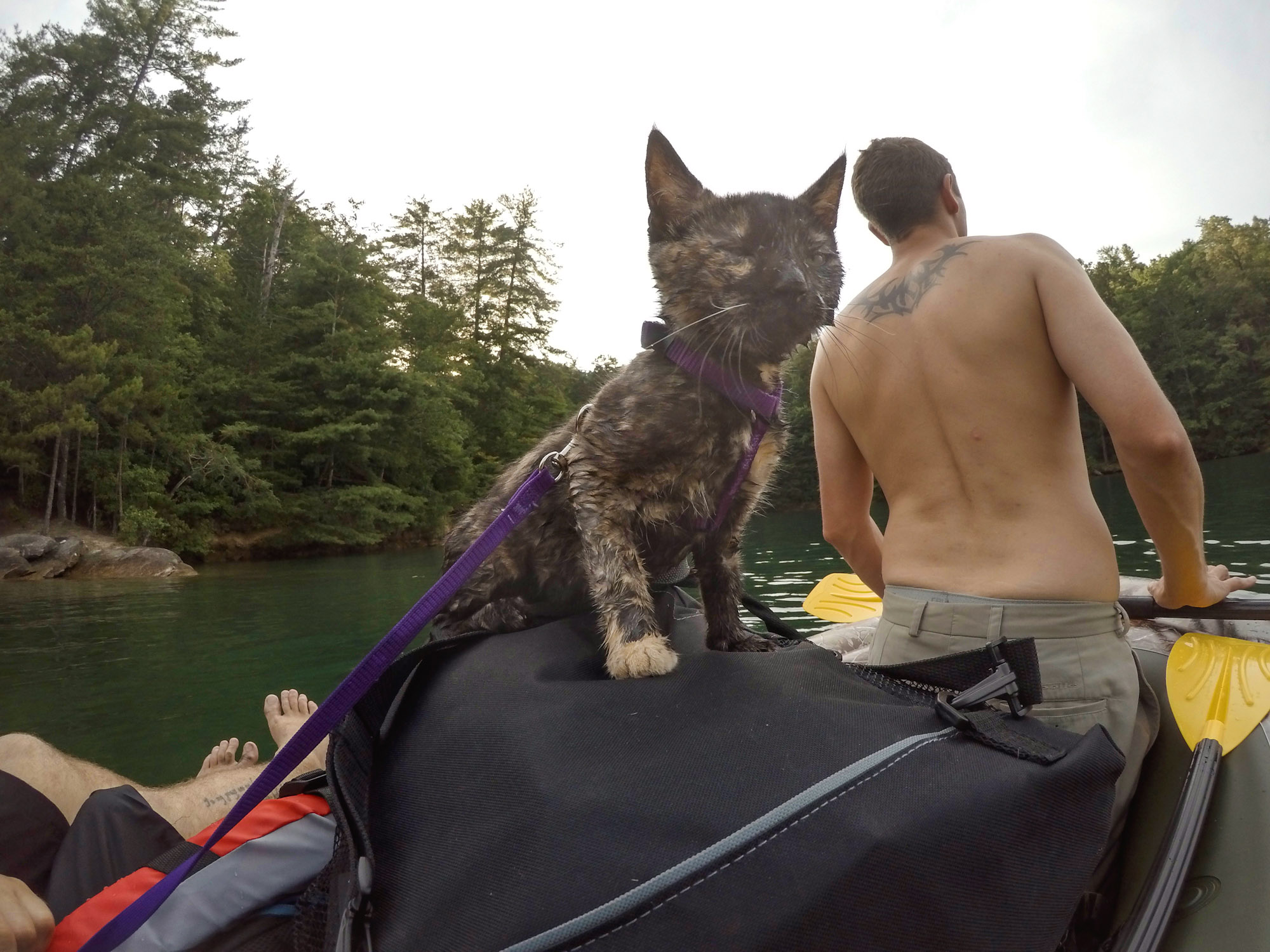 kitten riding on river raft