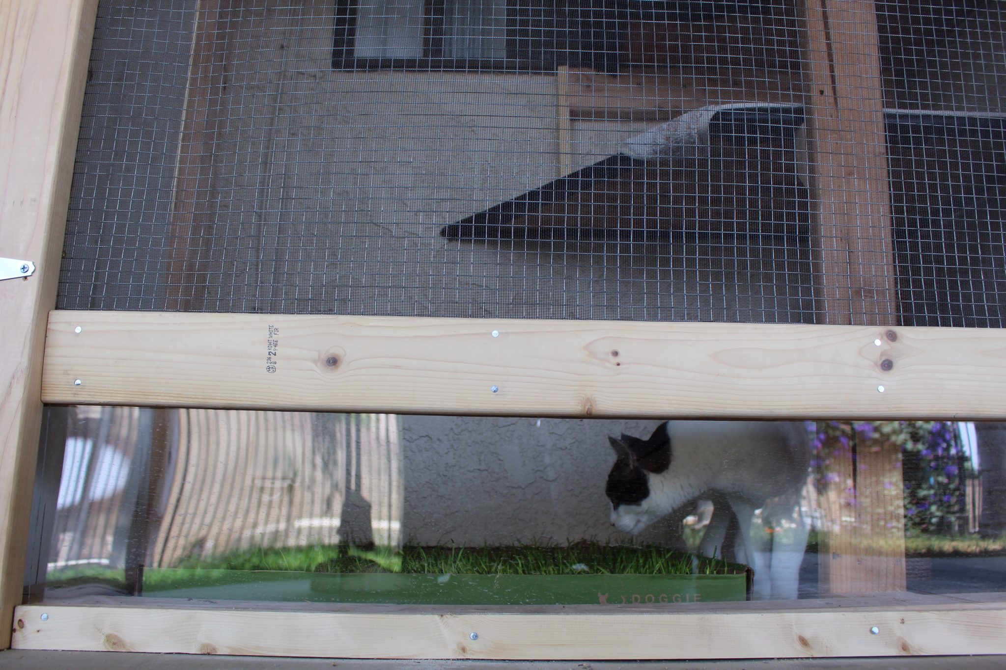 Cat sniffs grass in catio