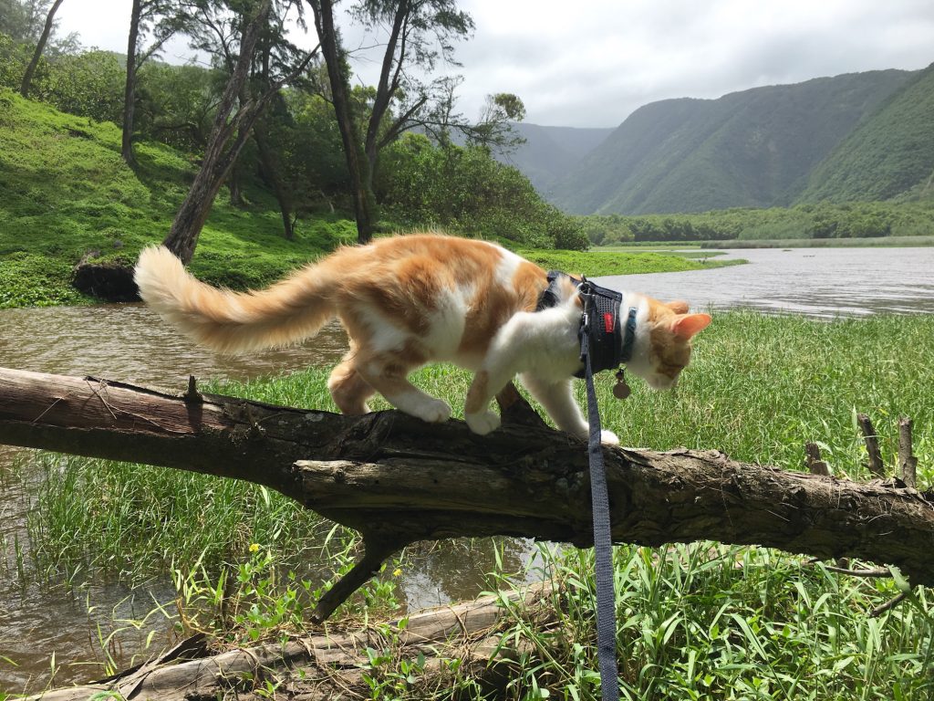 Hawaiian cat trains the next generation of feline adventurers