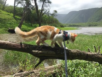 Atlas the cat exploring Hawaii