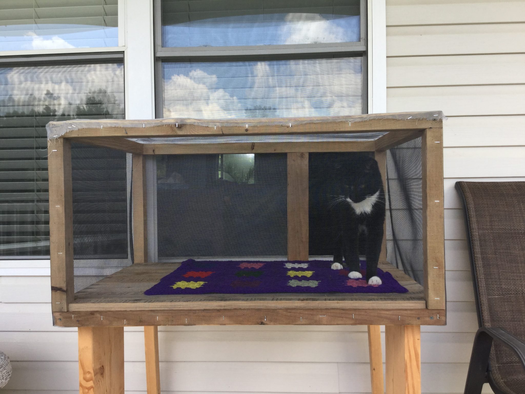 Cat walks out window onto catio