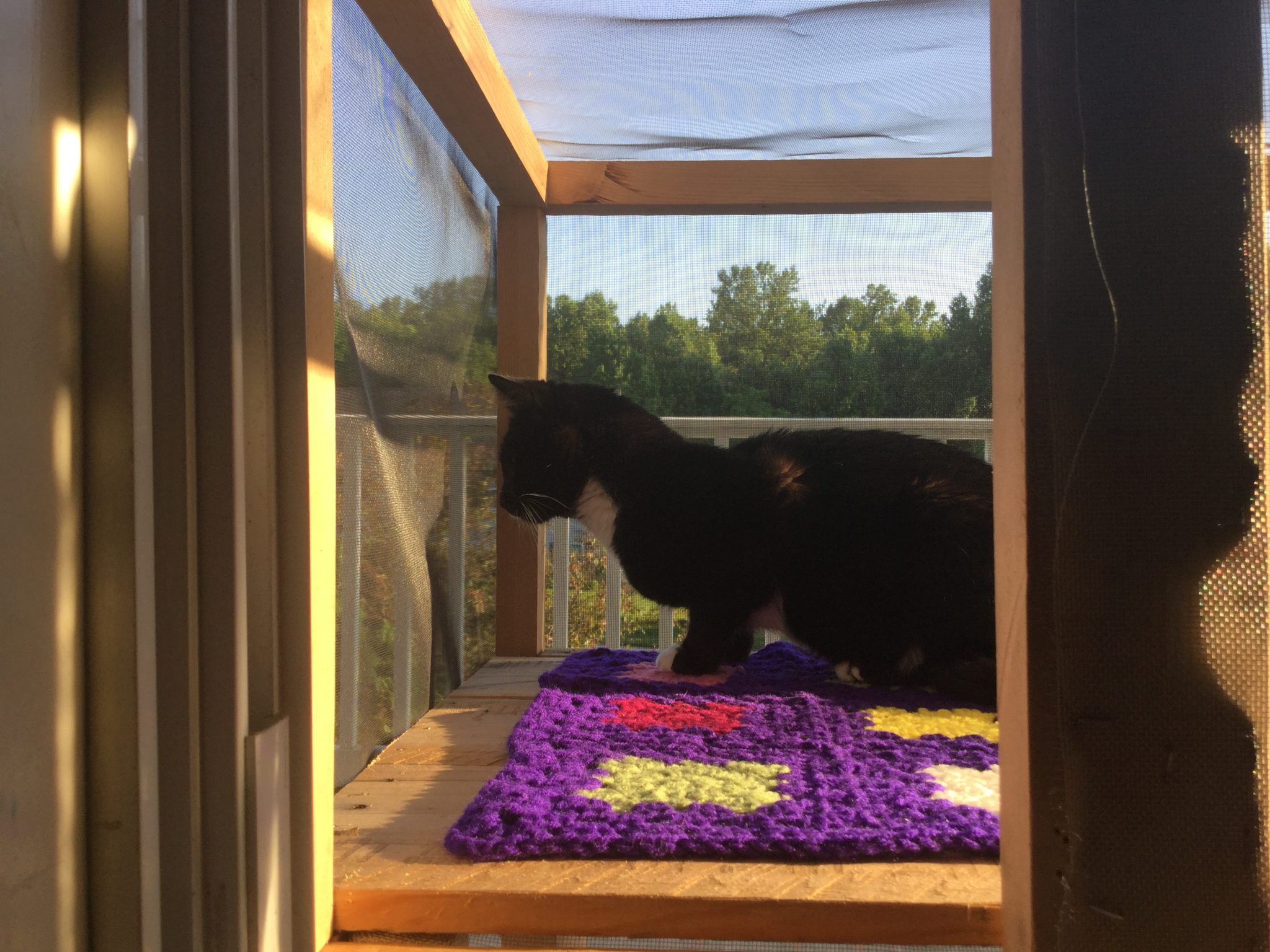Catio Hacks Every Cat Owner Should Know