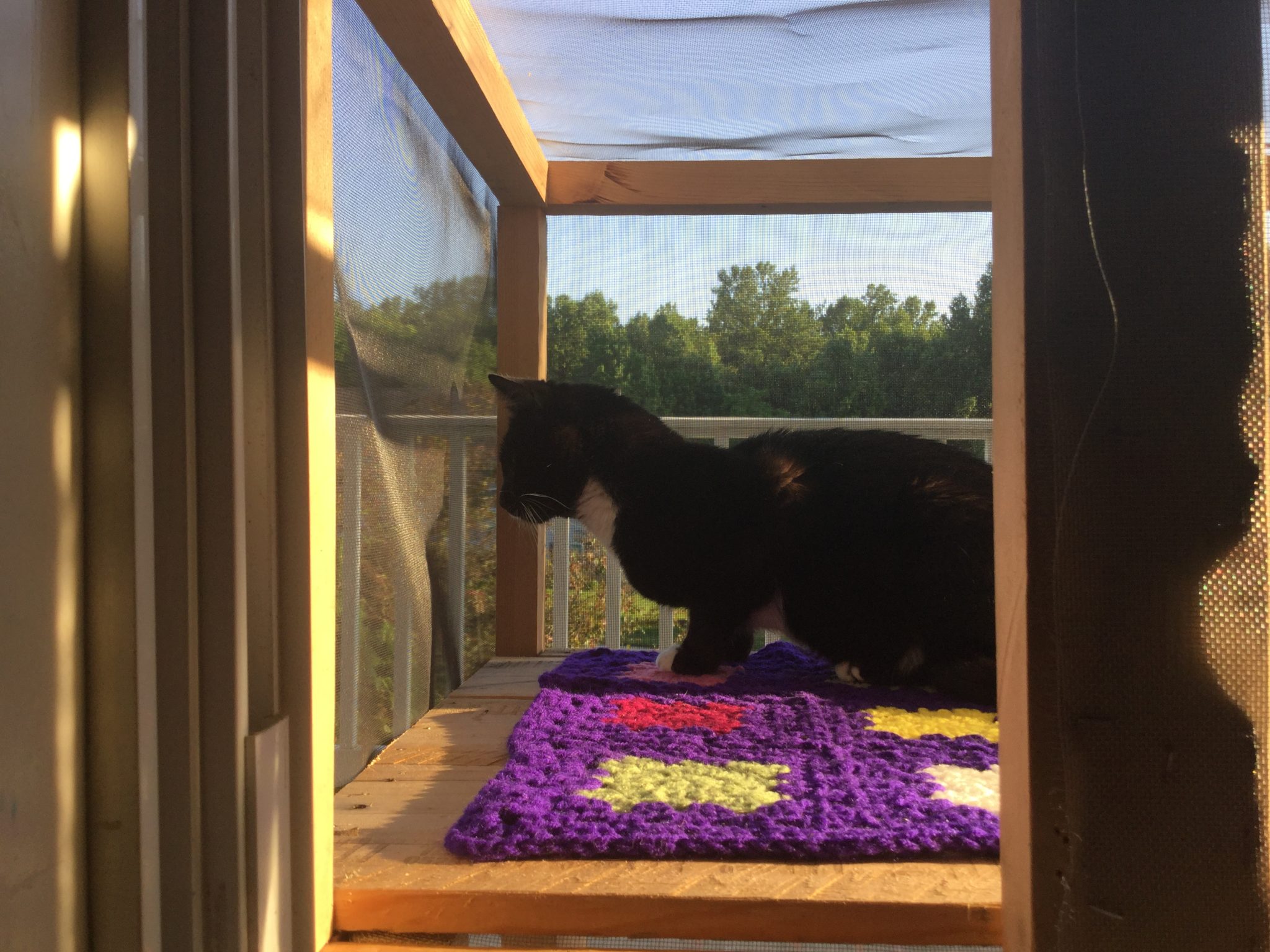 Cat on catio on blanket