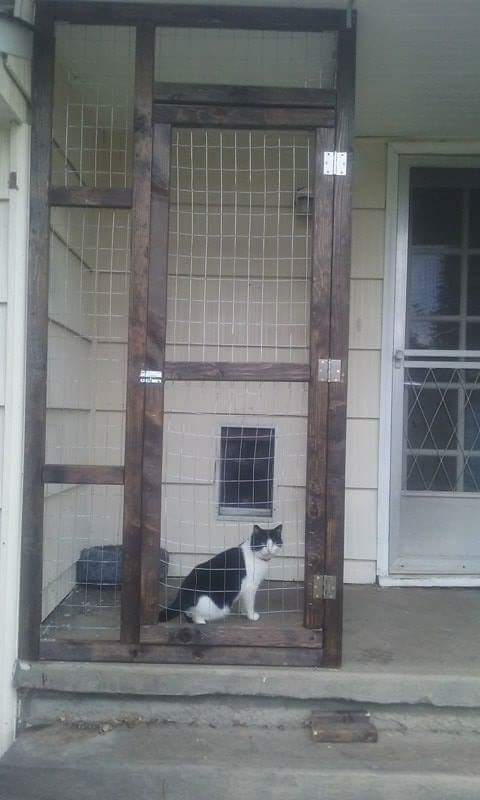 Catio has doggy door