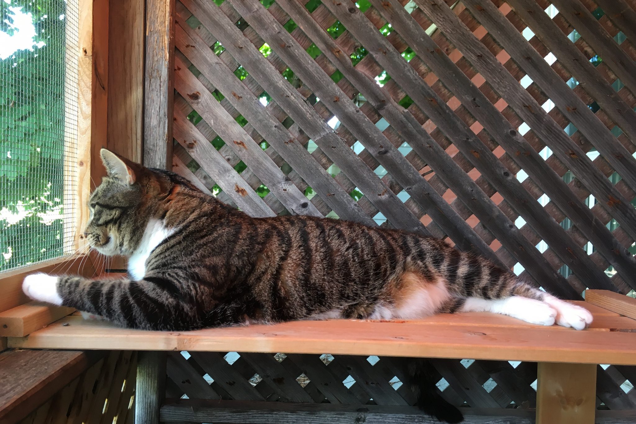 Cat sits on catio looking out with paw