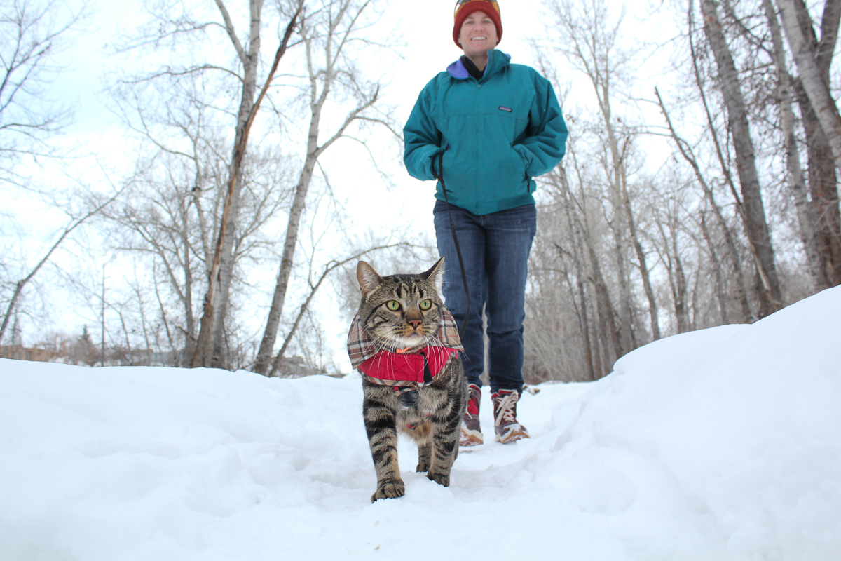 Cat in vest walks in snow
