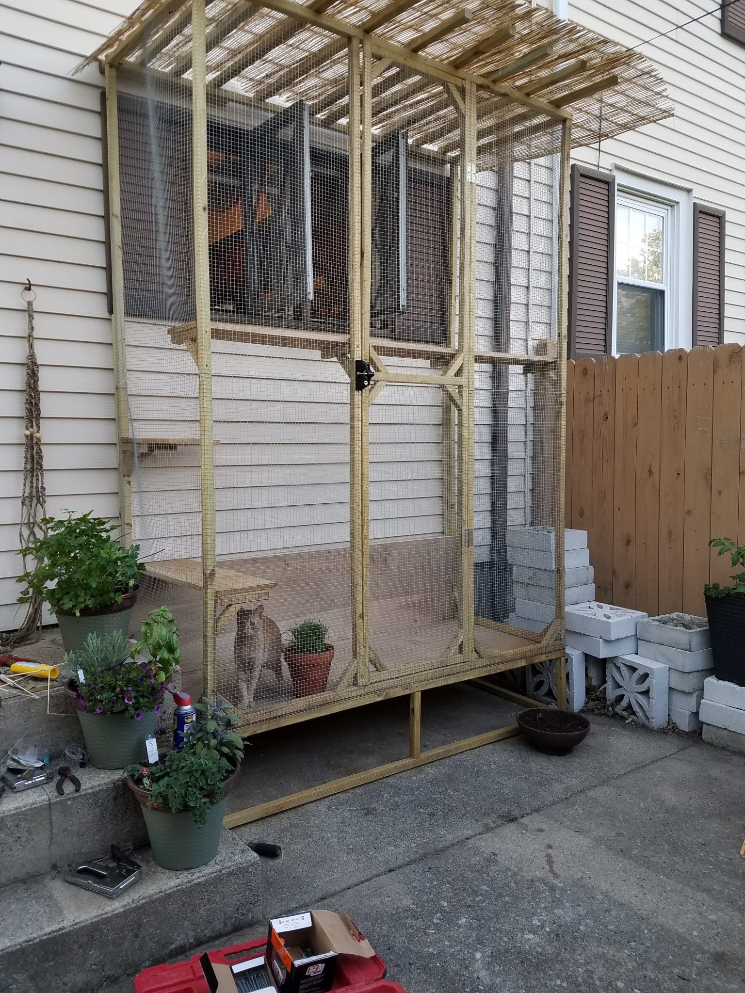 Cat on outdoor catio